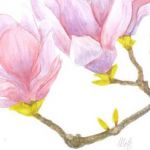 Beautiful magnolia | SOLD - Media: Watercolour | White/cream double chamfered mount with pale lilac inside trim |