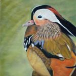 Chinese Mandarin Duck | Pastels -