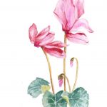 Cyclamen | SOLD