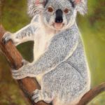 Koala | Pastels | Mounted and Framed - SOLD