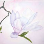 Magnolia flower | Media: Watercolour | Mounted size 12x16 | White/cream double chamfered mount with purple inside trim |