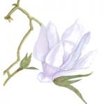 Hanging Magnolia | Media: Watercolour | Mounted size 12x16 | White/cream double chamfered mount with purple inside trim |