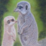 Meerkats | Pastels-