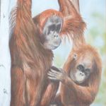 Orangutans | Pastels | framed A3 size painting