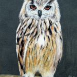 Bengalese Eagle owl | Pastels | 12x16 | Mounted and framed in chestnut coloured  wood - £175