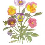 Pansies | Media: Watercolour | Mounted size 12x16 | White/cream double chamfered mount with green inside trim |