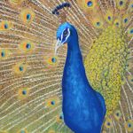 Peacock | Mixed media - Pastels and Acrylic -