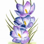 Crocus | Media: Watercolour |  Mounted size 12x16 | White/cream double chamfered mount with coloured inside trim |