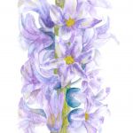 Hyacinth Flowers | Media: Watercolour | Mounted size 12x16 | White/chamfered mount with half inch green inside trim | £45