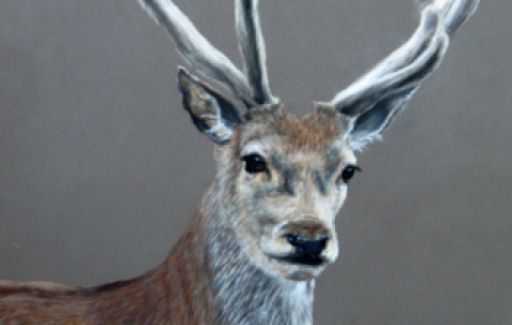 Red Deer Pastel by Lesley Goff £250 -SOLD