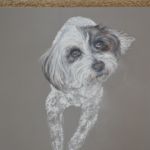 Sally's dog - Pastels - commission - SOLD