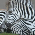 Zebra | Pastels | Painting size approx. A3 framed -